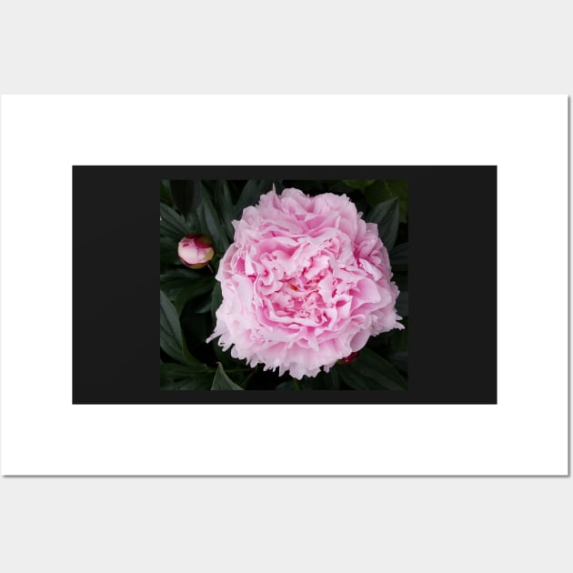 peony flower Wall Art by robelf